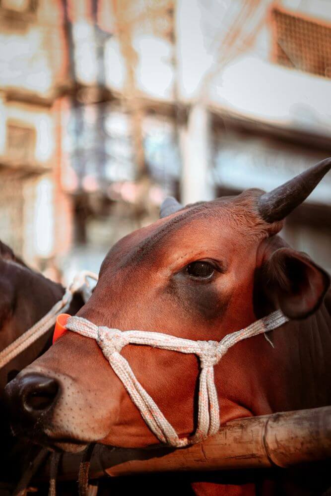Korbani Eid 2026 Cattle Market