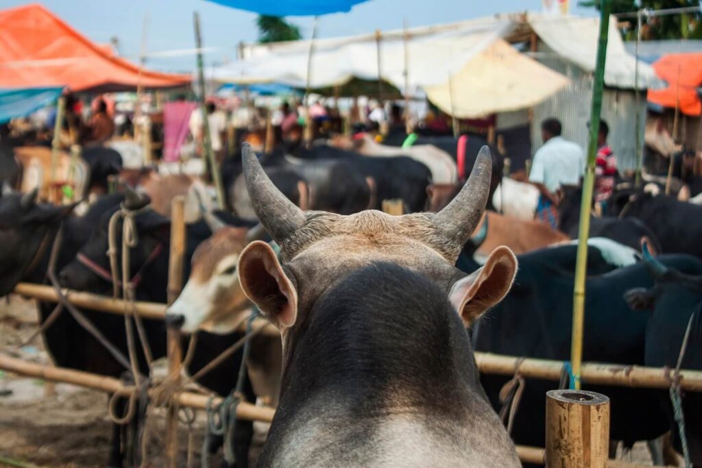কুরবানি হাট ২০২৬