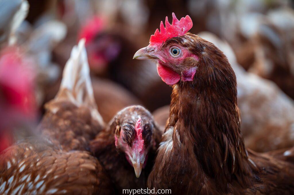 সোনালি মুরগি পালন বাংলাদেশ – Sonali Murgi Farm
