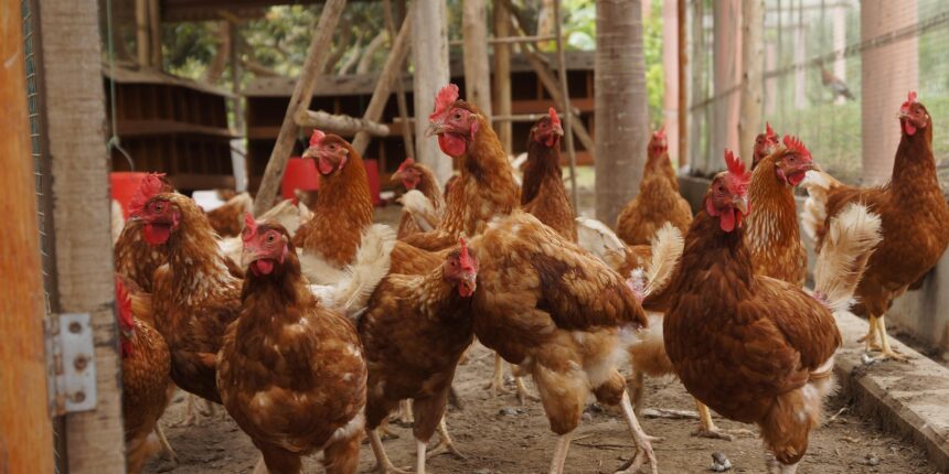 সোনালি মুরগি পালন বাংলাদেশ – Sonali Murgi Farm