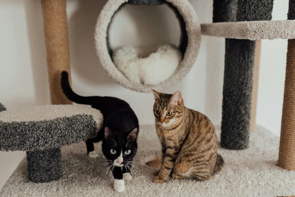 Best Cat Food Brands in Bangladesh 2026