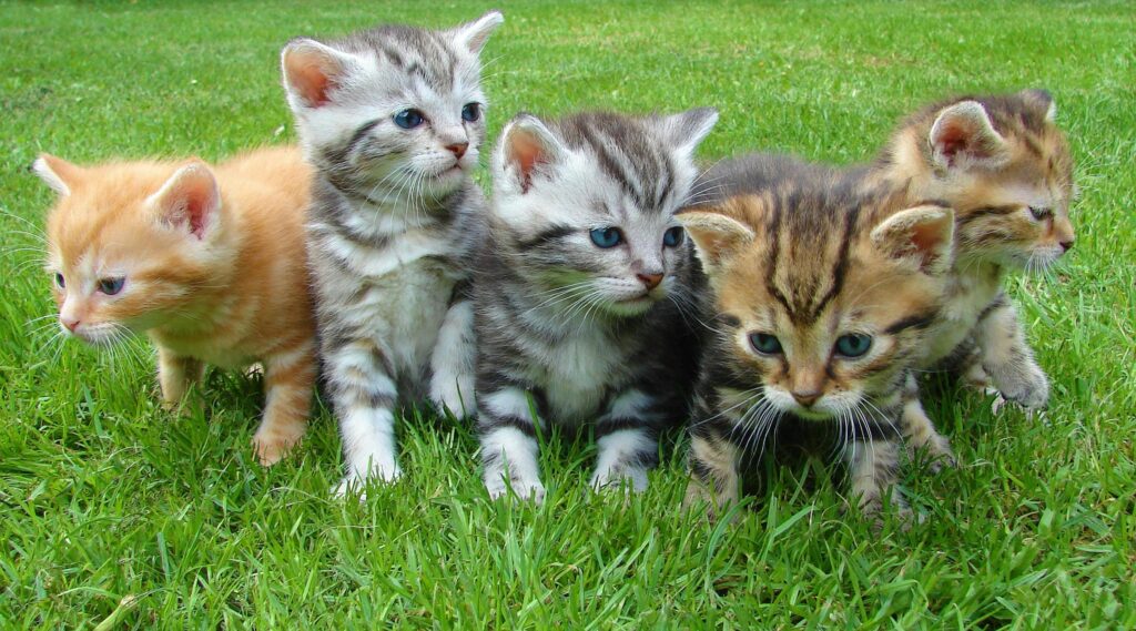 Best Cat Food Brands in Bangladesh 2026