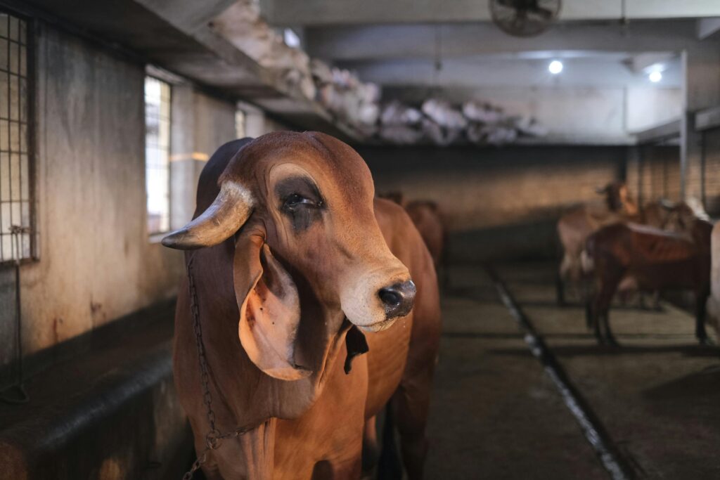কুরবানি হাট ২০২৬