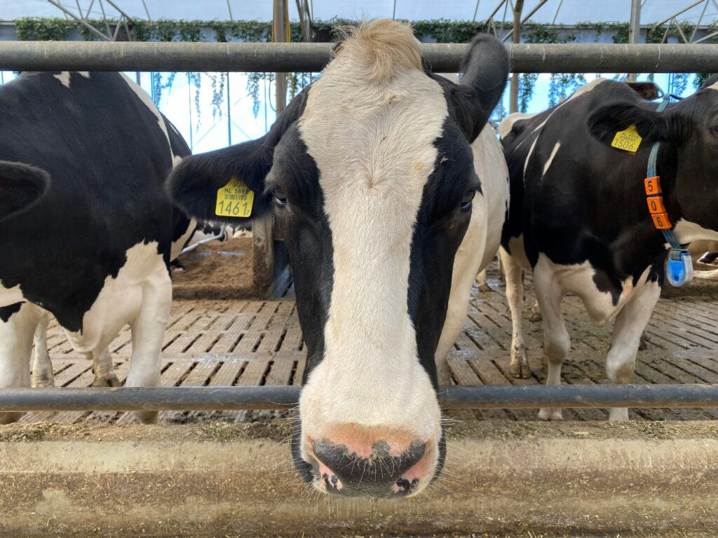 Best Cow Breeds for Dairy Farming