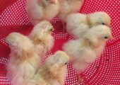 Black tail japanese bantam chicken baby