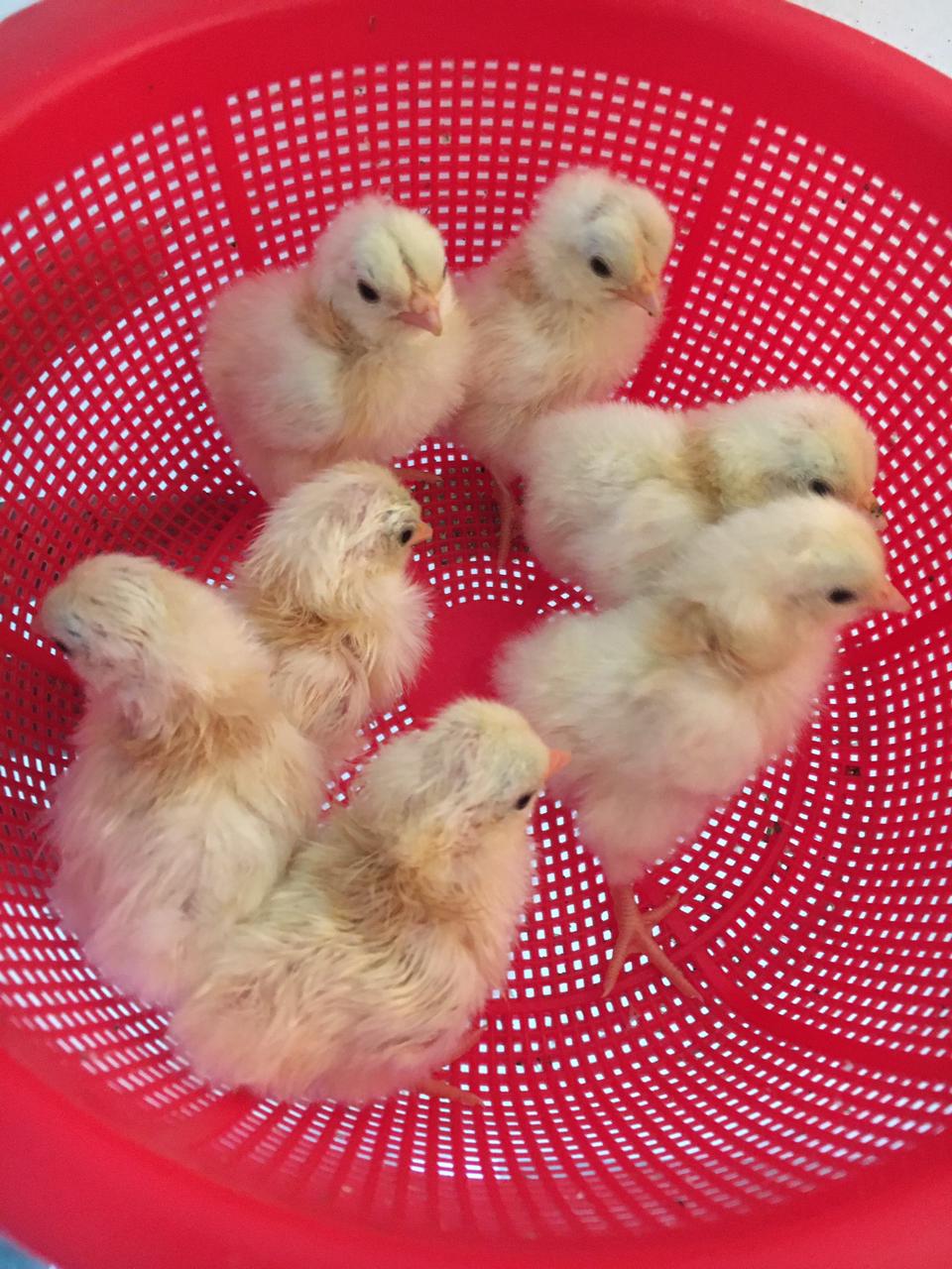 Black tail japanese bantam chicken baby