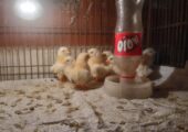 Black tail japanese bantam chicken baby