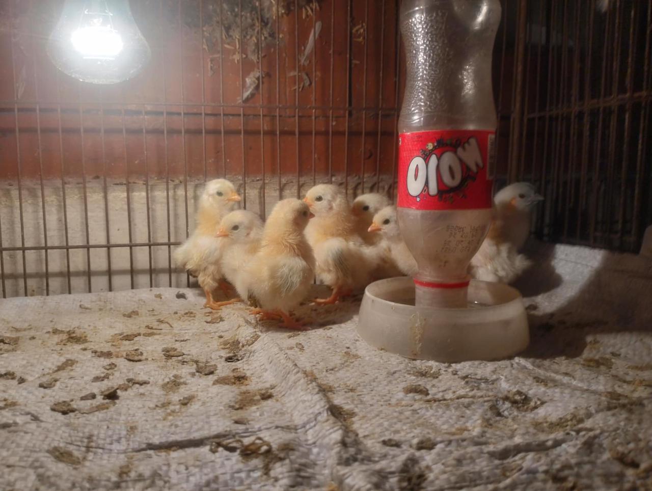 Black tail japanese bantam chicken baby