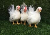 Black tail japanese bantam chicken baby