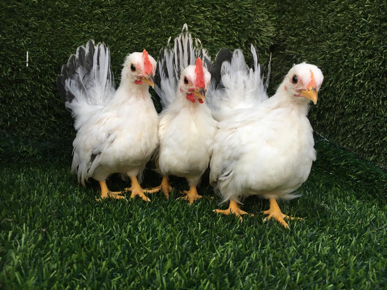 Black tail japanese bantam chicken baby