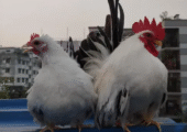 Black tail japanese bantam chicken baby