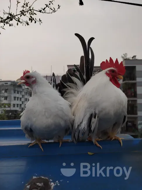 Black tail japanese bantam chicken baby