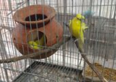 adult yellow jp with 5 eggs