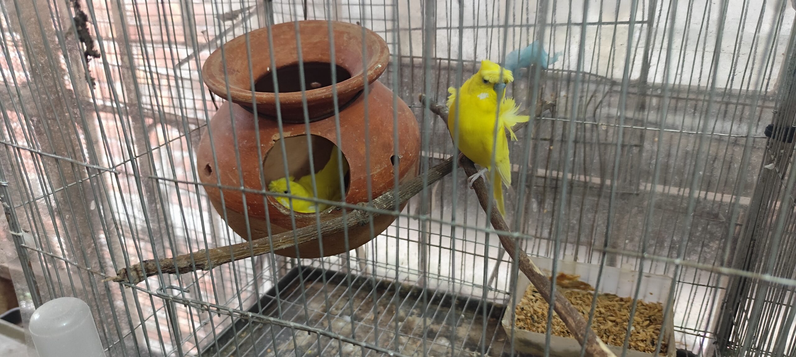 adult yellow jp with 5 eggs