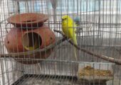 adult yellow jp with 5 eggs