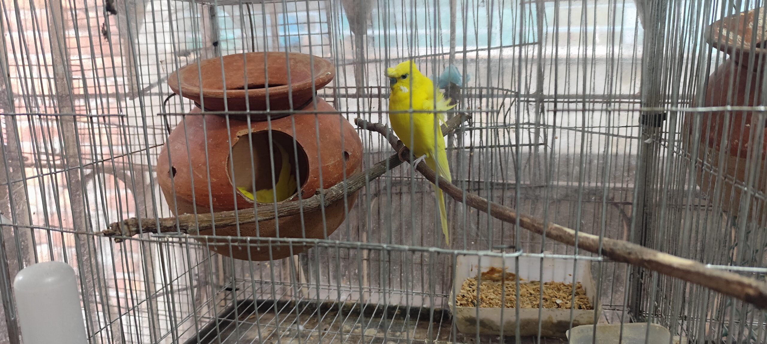 adult yellow jp with 5 eggs