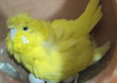 adult yellow jp with 5 eggs
