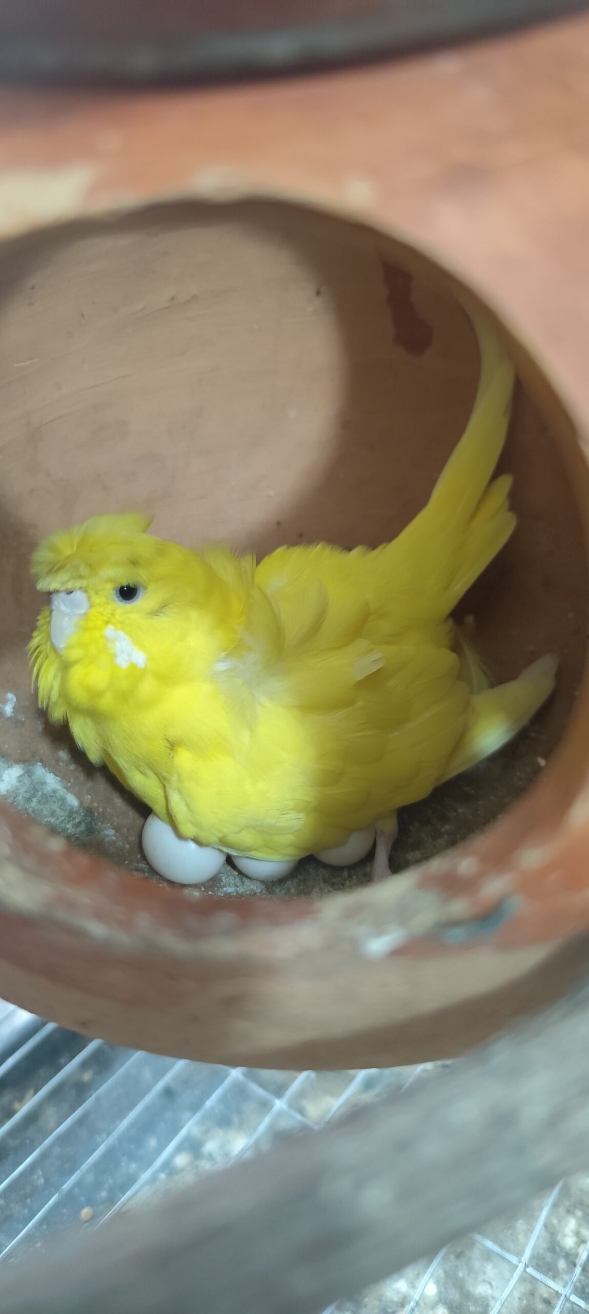 adult yellow jp with 5 eggs