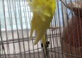 adult yellow jp with 5 eggs