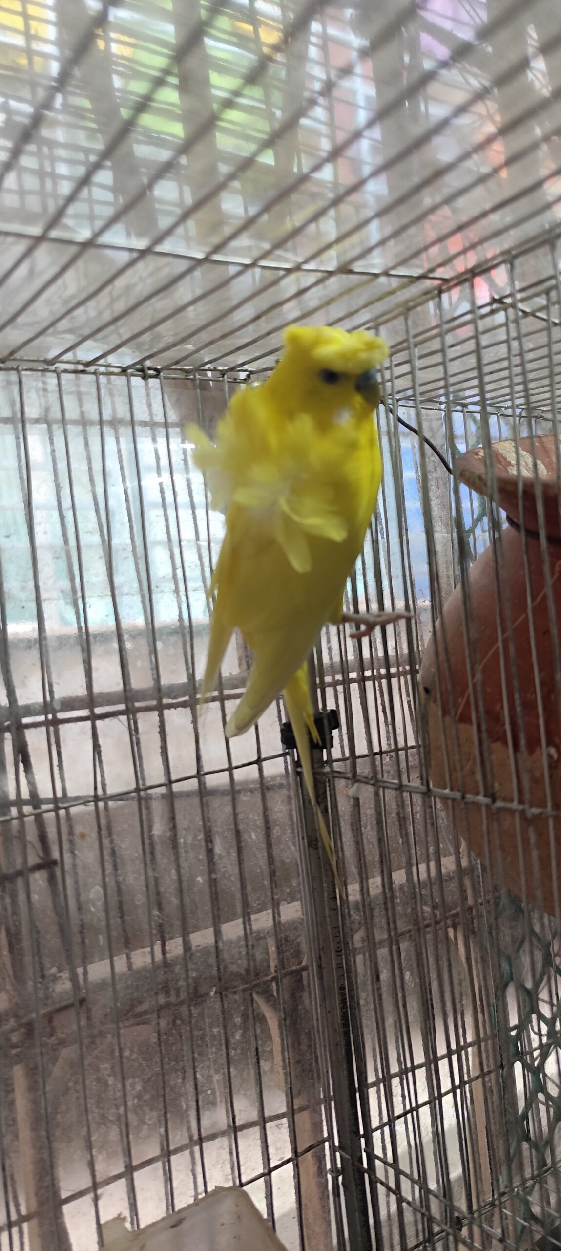 adult yellow jp with 5 eggs