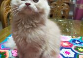 Persian kittens sales