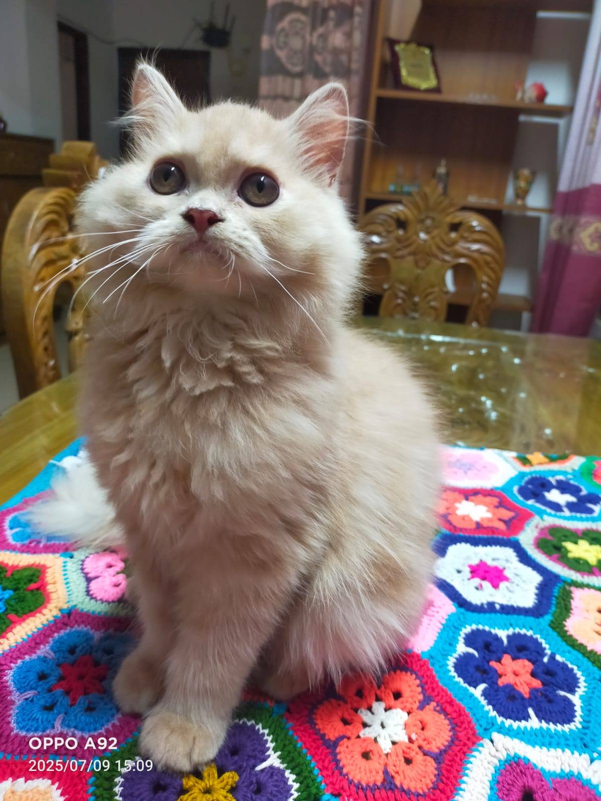 Persian kittens sales