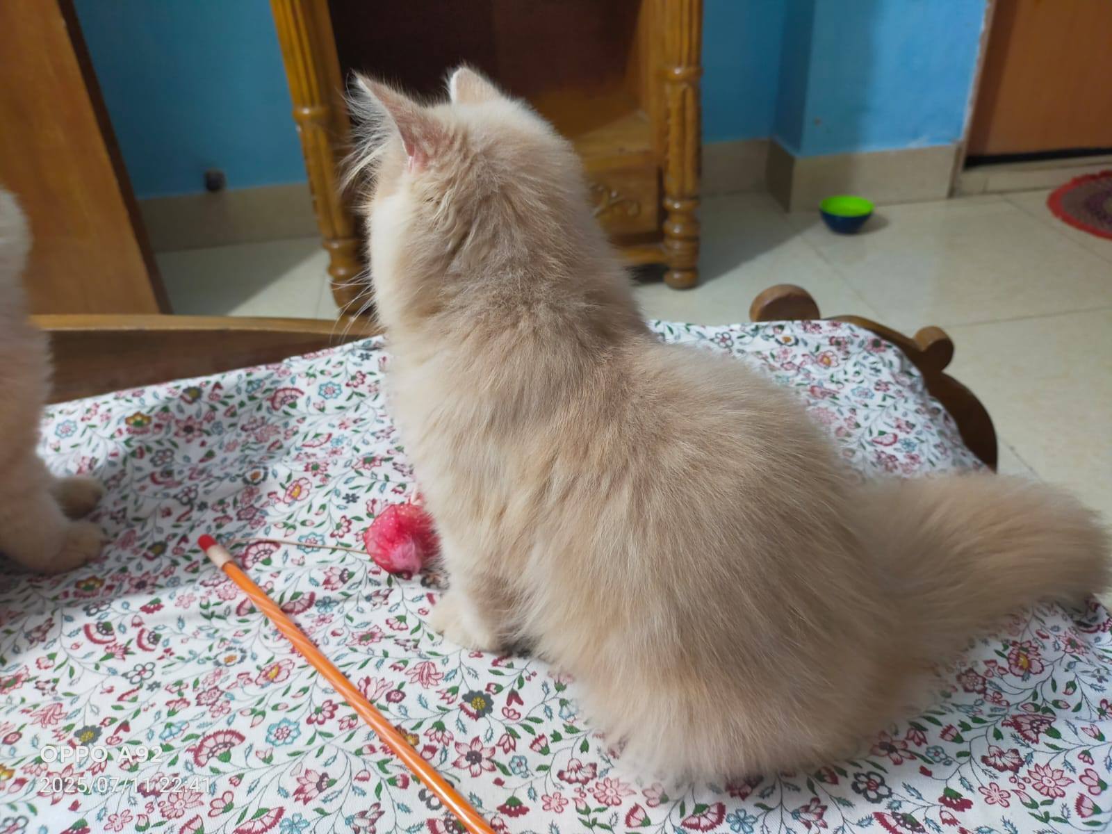 Persian kittens sales