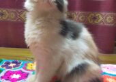 Persian kittens sales