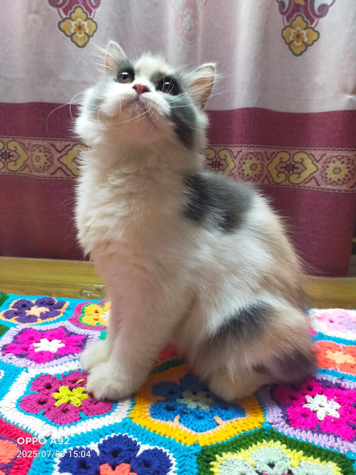 Persian kittens sales