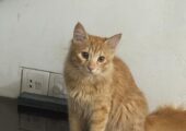 Turkish breed