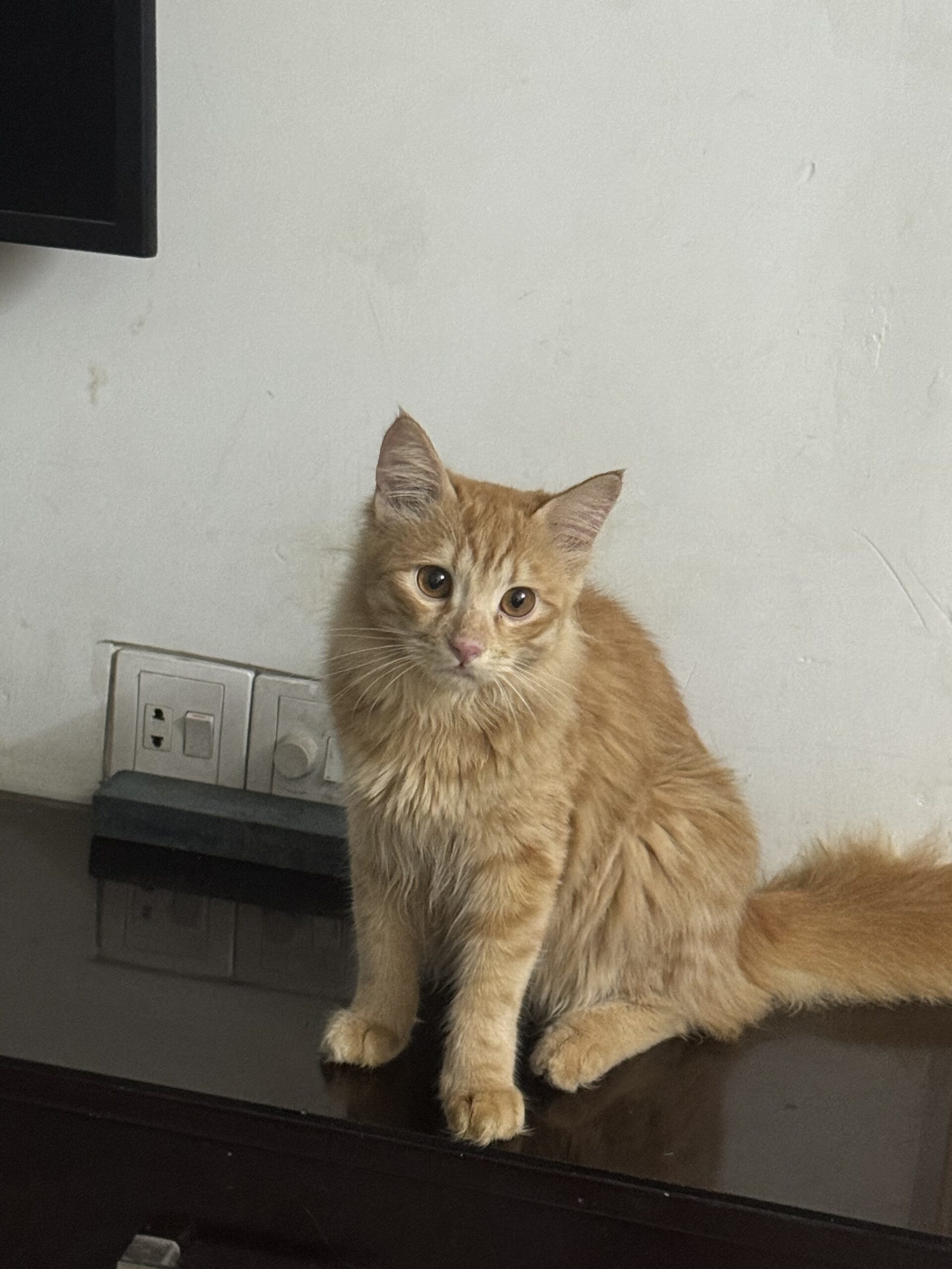 Turkish breed