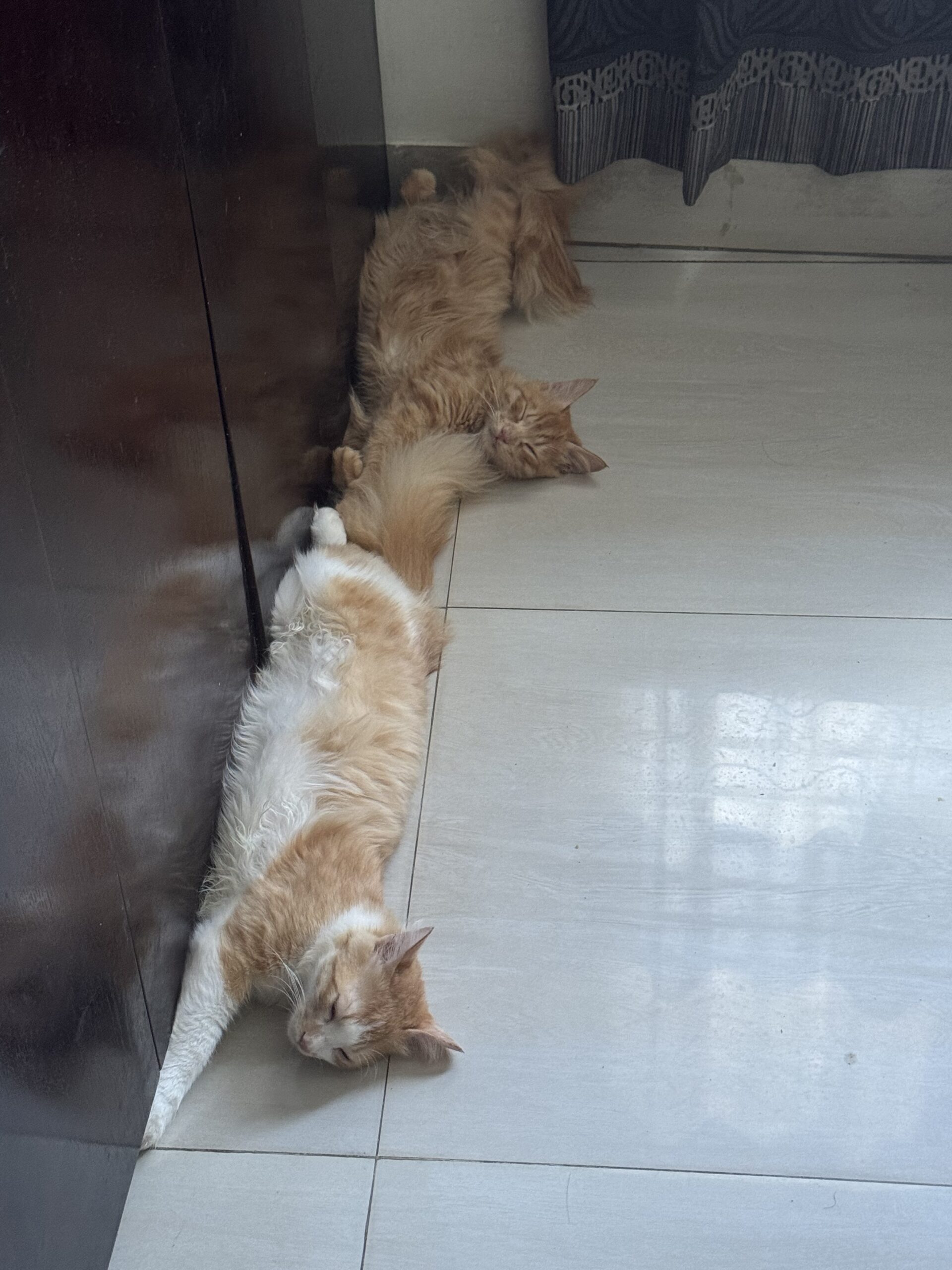 Turkish breed