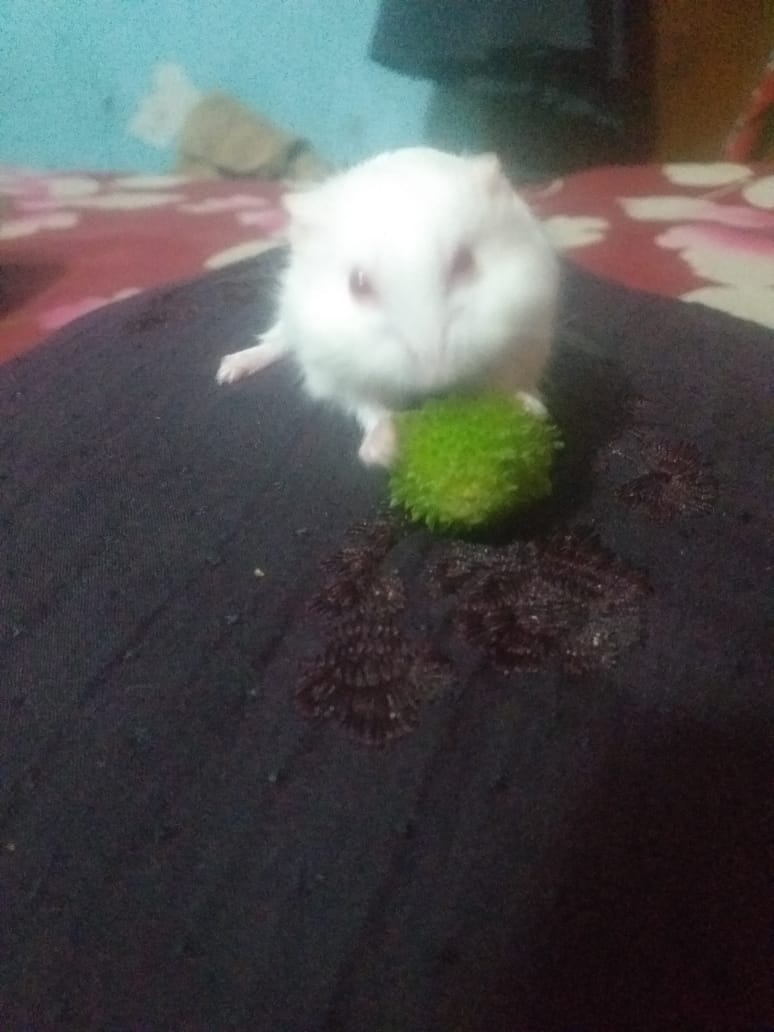 হ্যামস্টার বিক্রি হবে