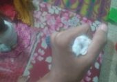 হ্যামস্টার বিক্রি হবে