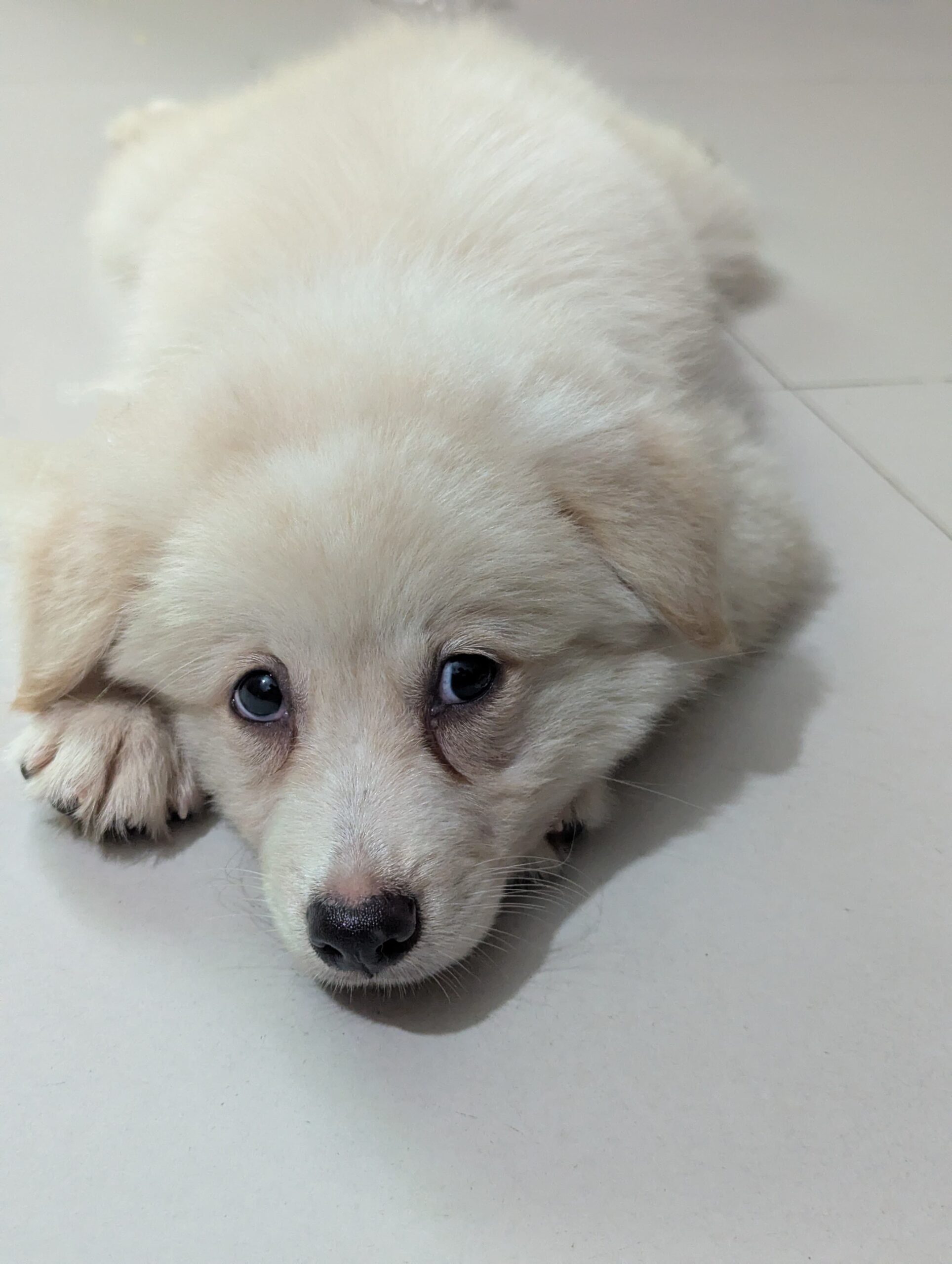 German Spitz puppies