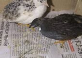 ১ জোড়া কোয়েল পাখি বিক্রি করা হবে