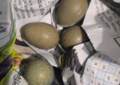 ১ জোড়া কোয়েল পাখি বিক্রি করা হবে