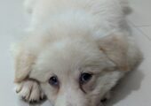 German Spitz puppies