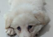 German Spitz puppies