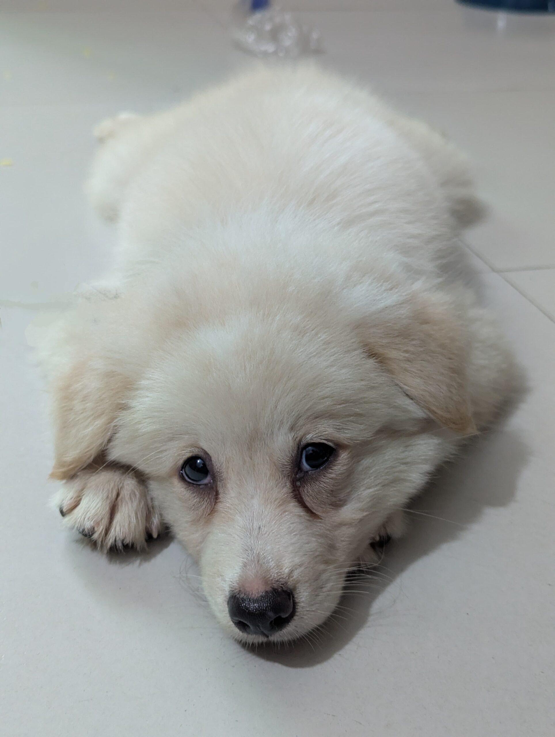 German Spitz puppies