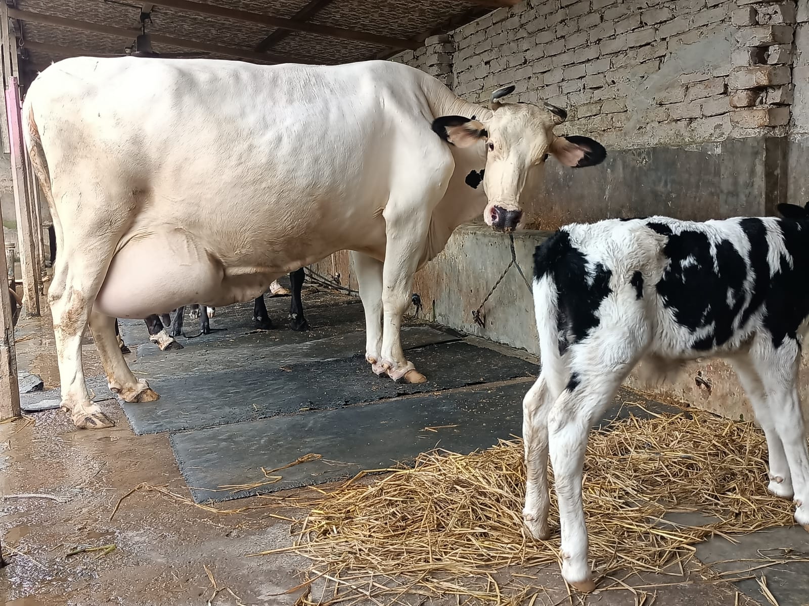 সাভার ডেইরি ফার্ম গাভী বিক্রয় হবে
