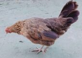 pure hen