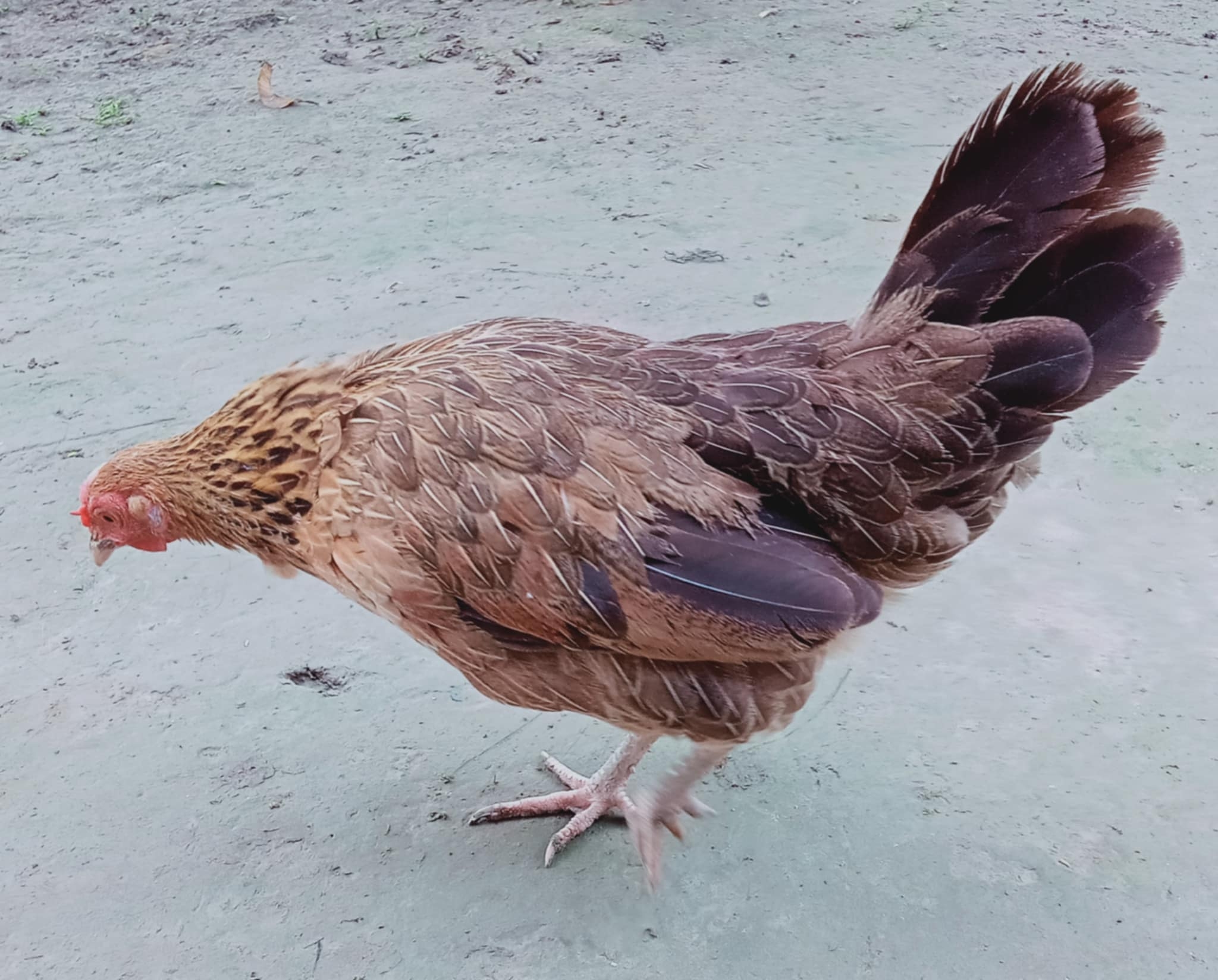 pure hen