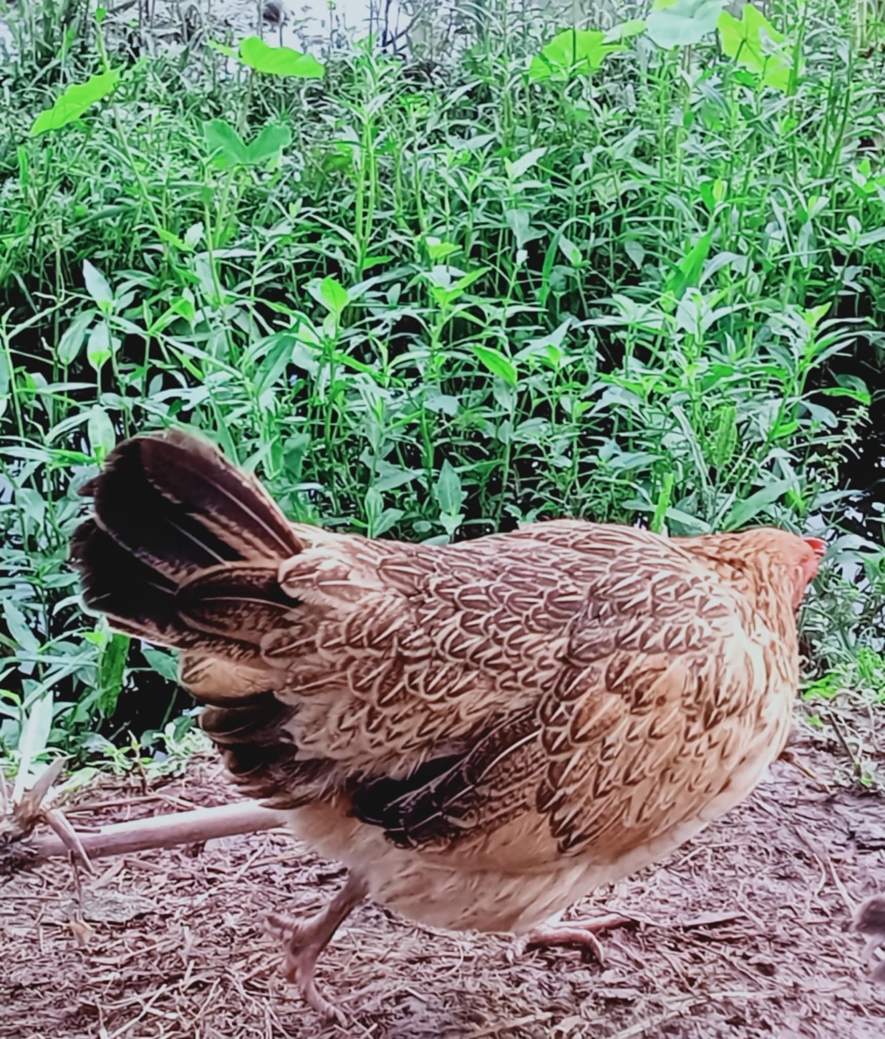 pure hen