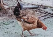 pure hen