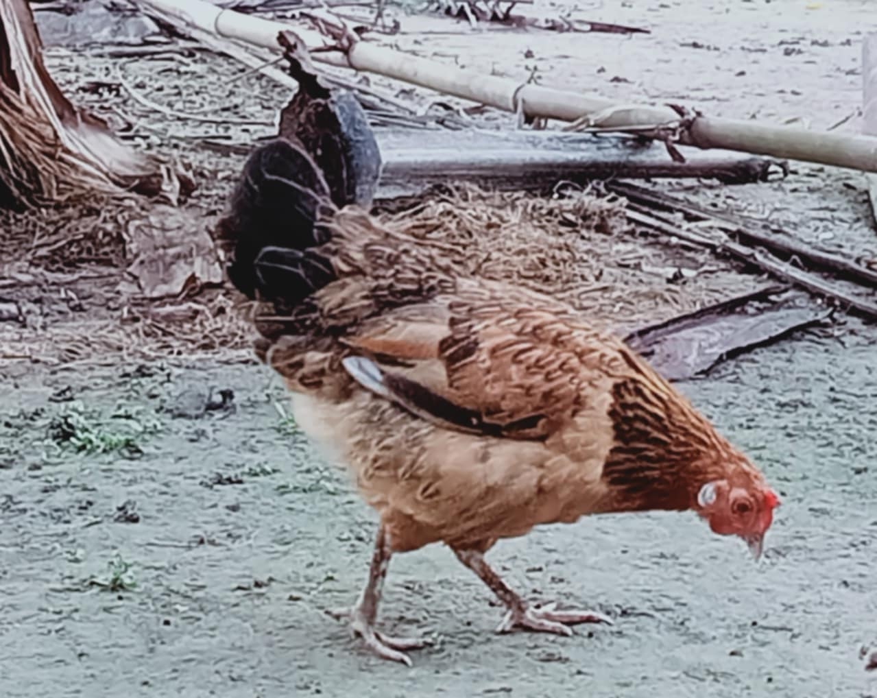 pure hen