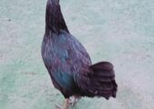 pure hen