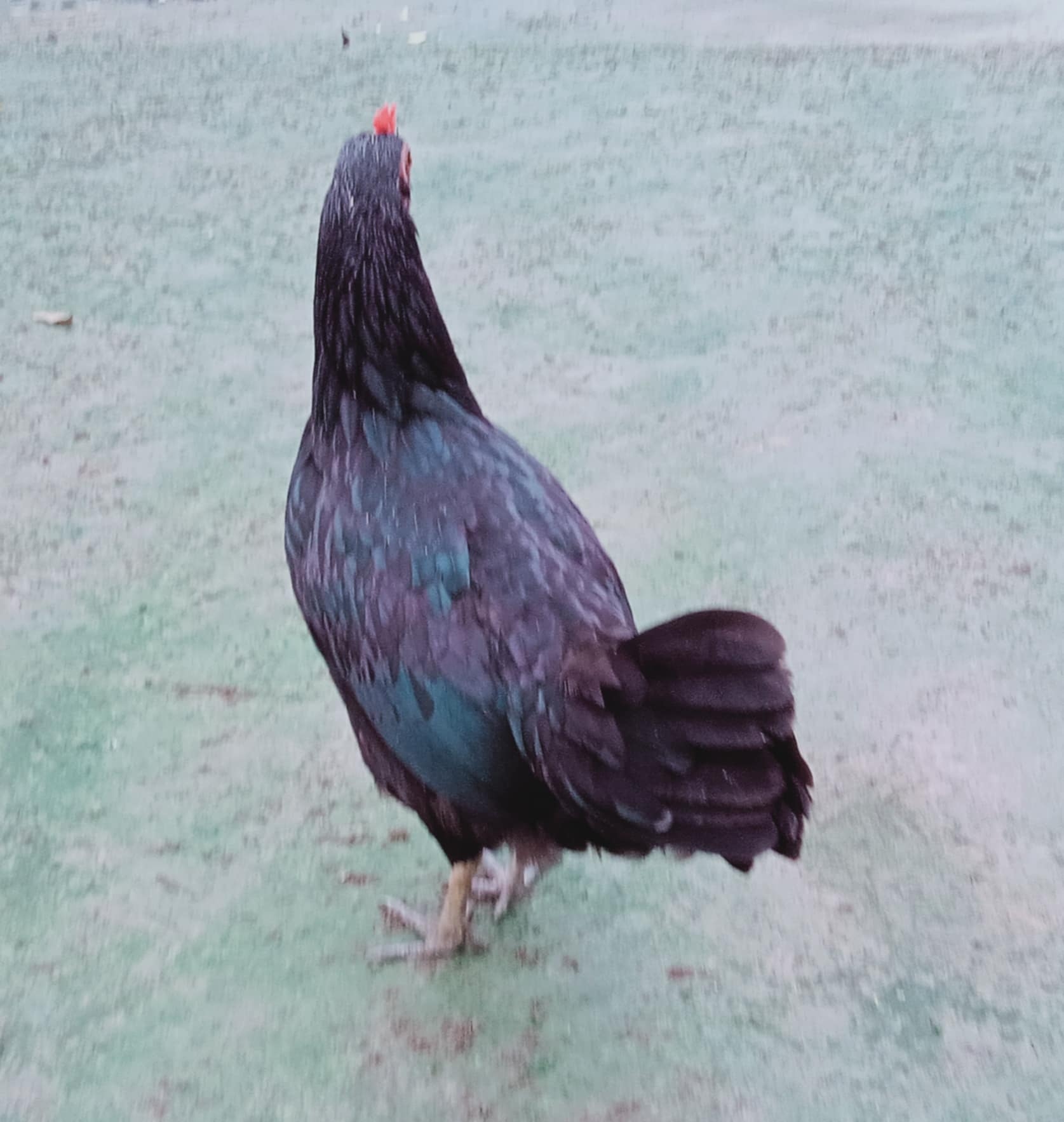 pure hen