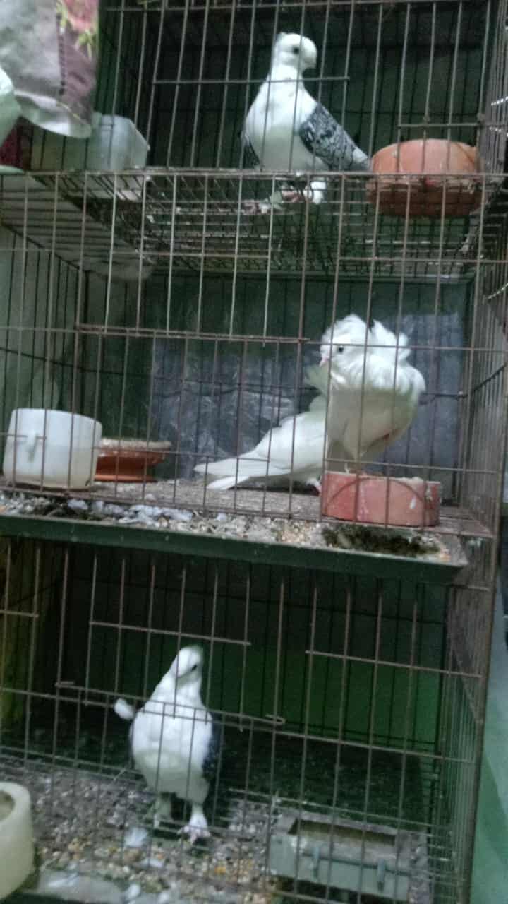 কিছু কবুতর বিক্রি হবে
