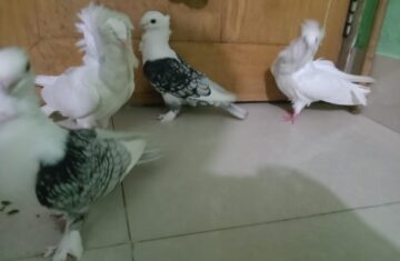 today-pigeon-sell-02-1